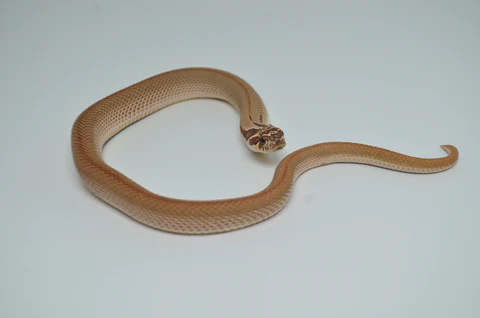 Baby Super Anaconda Western Hognose Snake For Sale