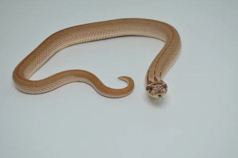 Baby Super Anaconda Western Hognose Snake For Sale - Image 3