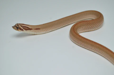 Baby Super Anaconda Western Hognose Snake For Sale - Image 4