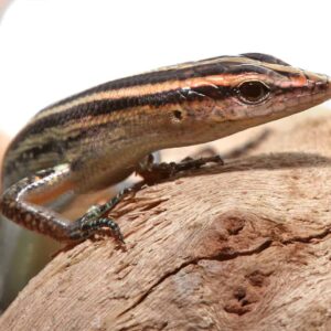 Pacific Blue Tailed Skink For Sale