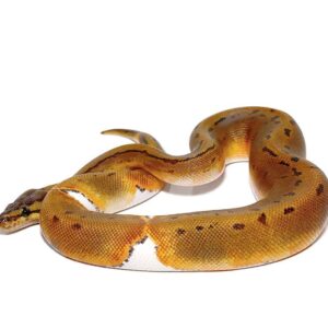 Pinstriped Pied Ball Python For Sale