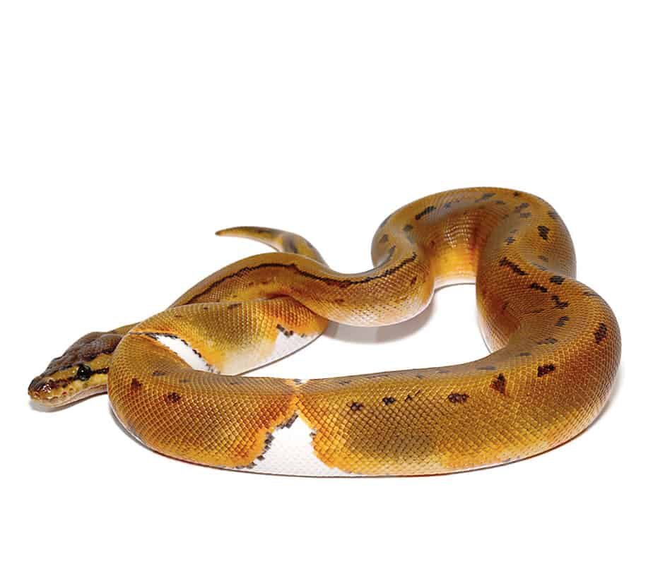 Pinstriped Pied Ball Python For Sale