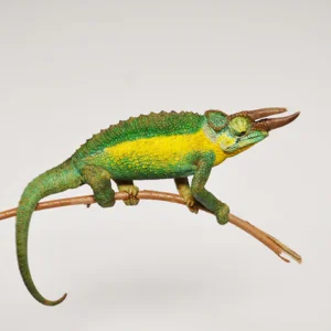 Rainbow Jacksons Chameleon For Sale