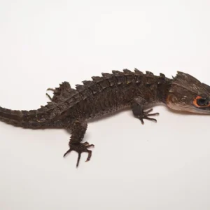 Red Eyed Crocodile Skink For Sale