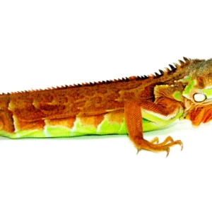 Baby Red Iguana For Sale