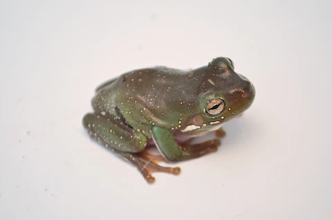 Giant American Bullfrog For Sale - Image 2