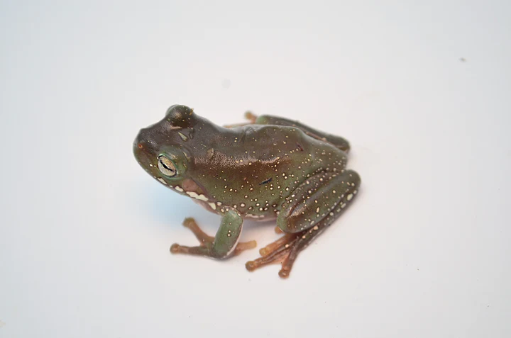 Giant American Bullfrog For Sale - Image 3