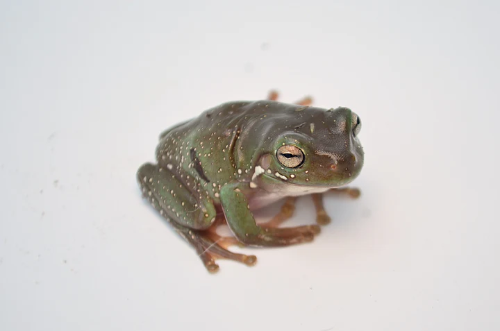 Giant American Bullfrog For Sale - Image 4