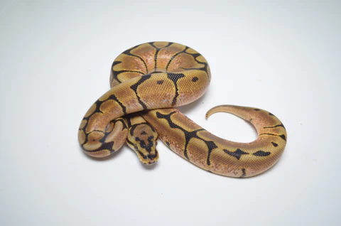 Baby Male Scaleless Pied Ball Python For Sale - Image 2