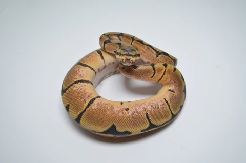Baby Male Scaleless Pied Ball Python For Sale - Image 3