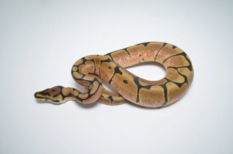 Baby Male Scaleless Pied Ball Python For Sale - Image 4