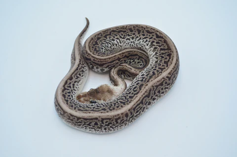 Yearling Banana Yellowbelly Ball Python For Sale - Image 5