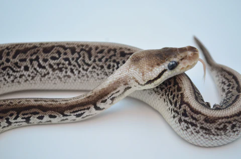 Yearling Banana Yellowbelly Ball Python For Sale - Image 2