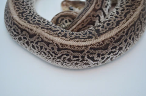 Yearling Banana Yellowbelly Ball Python For Sale - Image 3