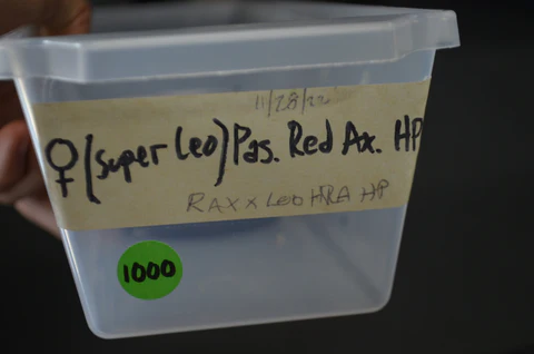 Yearling Banana Yellowbelly Ball Python For Sale - Image 4