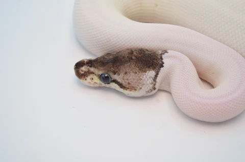 Adult Female Spider Ball Python For Sale - Image 2