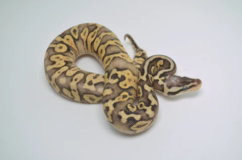Adult Female Het Albino Pied Ball Python For Sale - Image 2