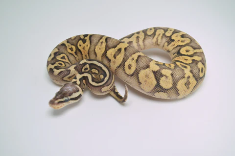 Adult Female Het Albino Pied Ball Python For Sale - Image 3