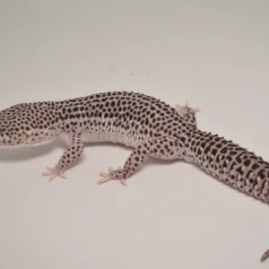 Baby Super Snow Leopard Gecko For Sale