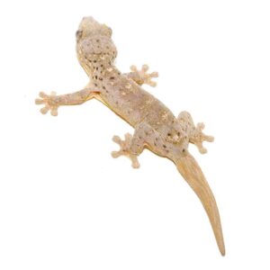 Saint Martin Giant Spotted Gecko For Sale