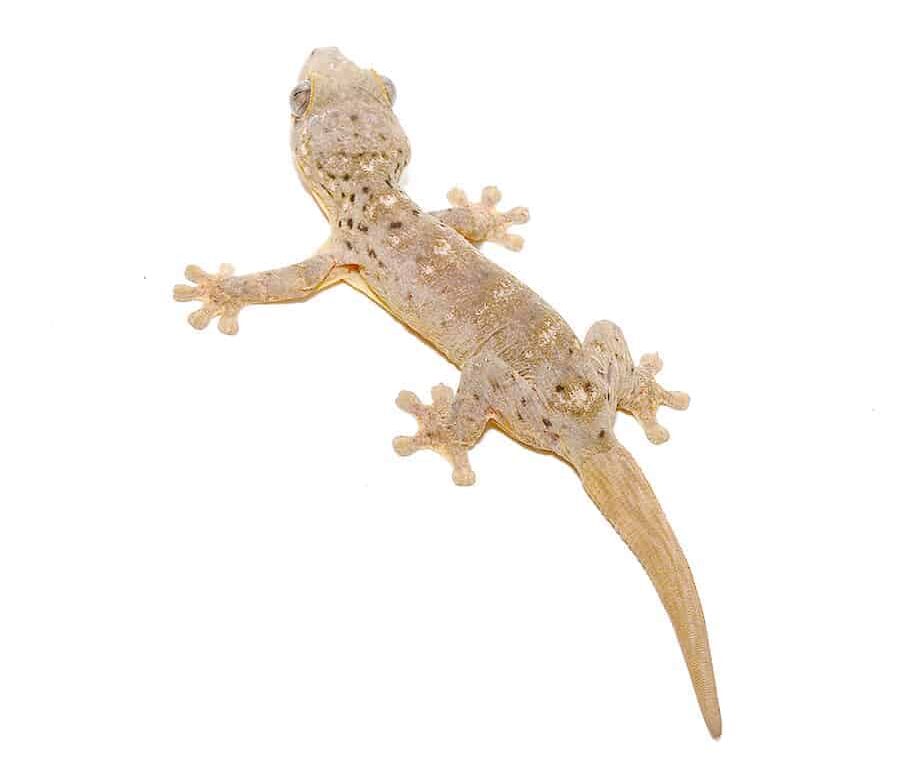 Saint Martin Giant Spotted Gecko For Sale