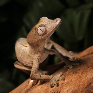 Satanic Leaftail Gecko For Sale