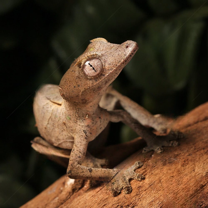 Satanic Leaftail Gecko For Sale