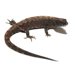 Schmidts Helmeted Skink For Sale