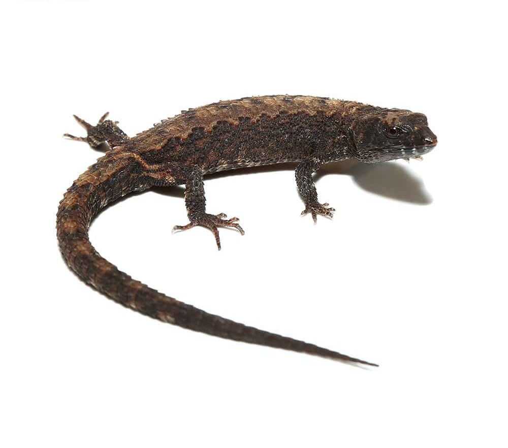 Schmidts Helmeted Skink For Sale