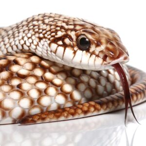 Speckled Hognose Snake For Sale