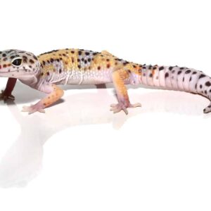Sub-Adult Leopard Gecko For Sale