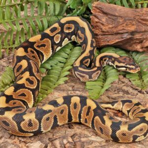 Sub Adult Male Spotnose Ball Python For Sale