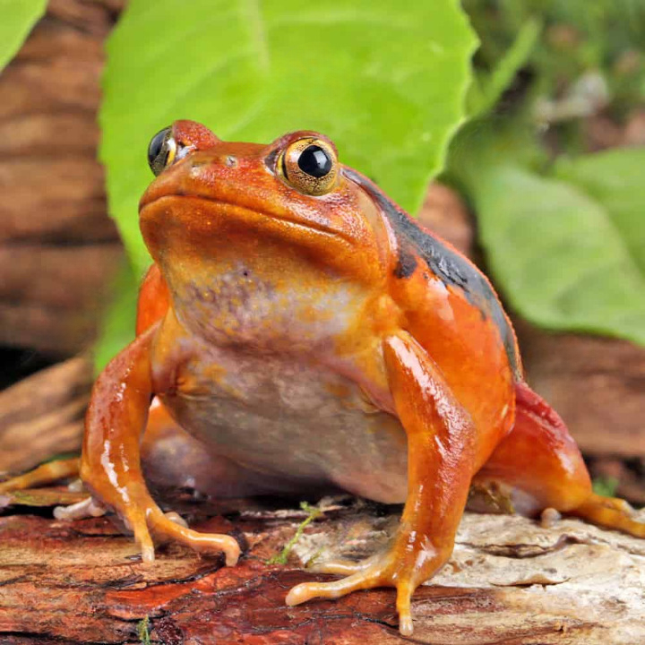 Tomato Frog For Sale