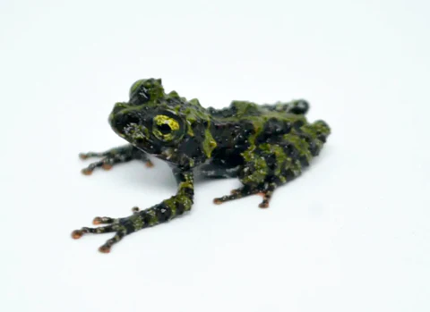 Tomato Frog For Sale - Image 2