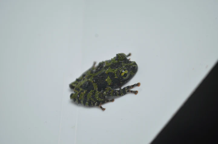 Tomato Frog For Sale - Image 3