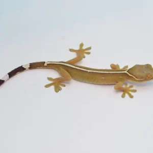White Lined Gecko For Sale