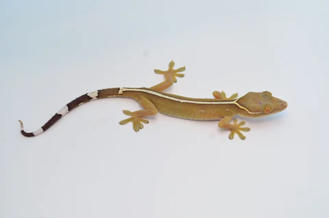 White Lined Gecko For Sale