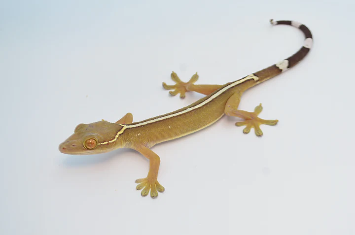 White Lined Gecko For Sale - Image 3