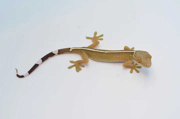 White Lined Gecko For Sale - Image 4