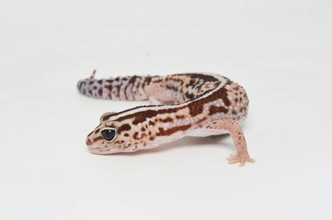 Amyae Knobtail Gecko For Sale - Image 2