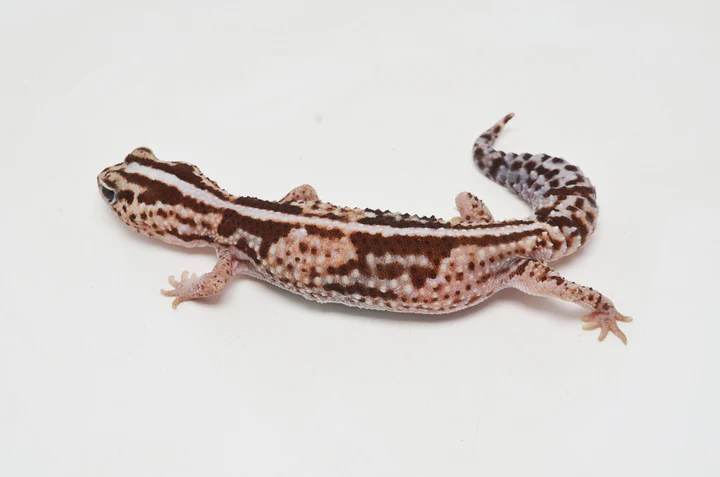 Amyae Knobtail Gecko For Sale - Image 4
