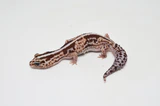Amyae Knobtail Gecko For Sale - Image 5