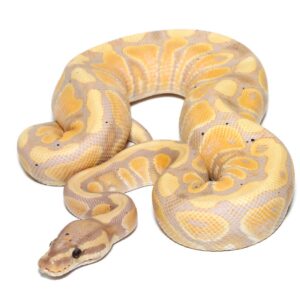 Yearling Banana Yellowbelly Ball Python For Sale