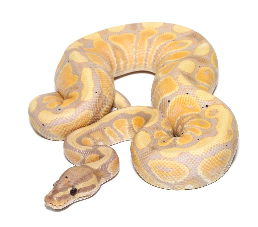 Yearling Banana Yellowbelly Ball Python For Sale