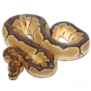 Yearling Female Clown Ball Python For Sale
