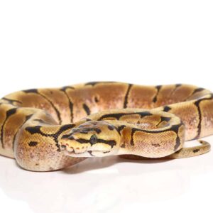 Yearling Female Spider Ball Python For Sale