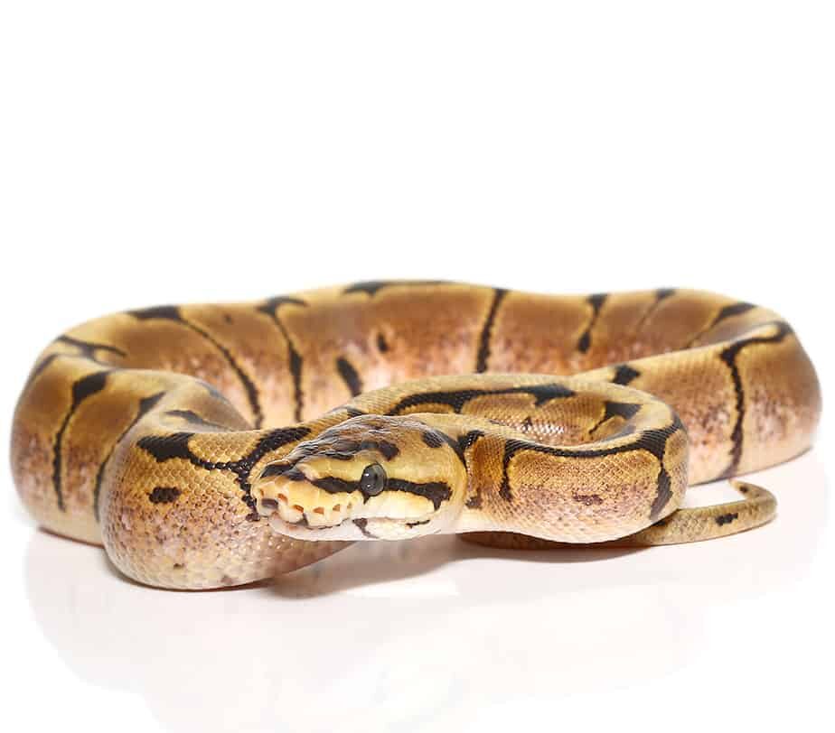 Yearling Female Spider Ball Python For Sale