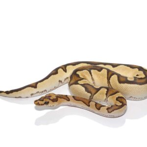 Yearling Male Fire Clown Ball Python For Sale