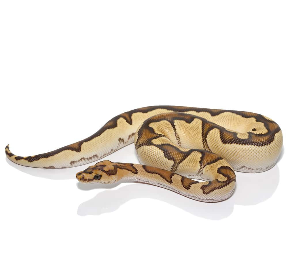 Yearling Male Fire Clown Ball Python For Sale