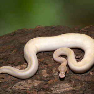 Yearling Male Ivory Het Clown Ball Python For Sale